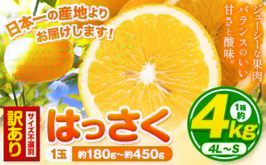 訳あり/ご家庭用 紀の川市産 はっさく 約4kg  (4L~Sサイズ サイズ不選別) 早生･晩生指定不可《2月上旬-3月中旬に出荷予定(土日祝除く)》和歌山県 紀の川市 産地直送 みかん 八朔 柑橘 果物 フルーツ ご家庭用 ビタミンC