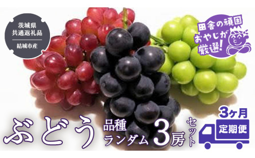 【定期便】ぶどう 品種ランダム3房セット【2026年8月から3か月連続で発送】（茨城県共通返礼品 [ぶどう]：結城市産） ブドウ 葡萄 果物 フルーツ 茨城県産