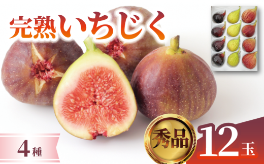 先行予約 いちじく 無花果 12玉 秀品 4種 日本いちじく 黒いちじく 数量限定 旬 果物 くだもの 人気 フルーツ 秋 ジャム お取り寄せ 農家直送 冷蔵 新潟県 新発田市 ほんのり農園 honnori002