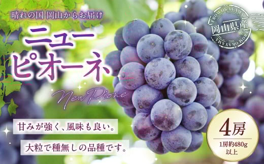 岡山県産 ニューピオーネ 4房 （1房480g以上） 約2kg 【2025年8月下旬～10月上旬発送予定】 ／ 葡萄 ぶどう 果物 果実 フルーツ 種なし 岡山県 美咲町 冷蔵