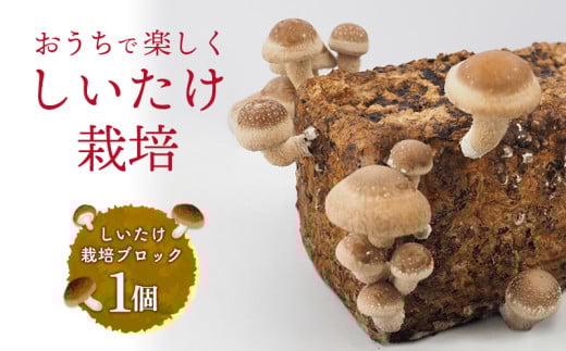東村の「しいたけ栽培ブロック」1個 しいたけ シイタケ 椎茸 栽培 さいばい 簡単 お手軽 食育 自由研究 菌床 おうちで 楽しく 安全 実験 自然 観察 収穫体験 きのこ 東村 沖縄