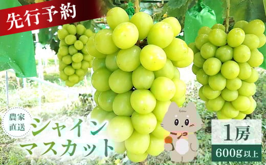 【2025年先行予約】《2025年10月上旬～11月下旬出荷》 宮城県丸森町産 シャインマスカット　1房(1房 600g以上)【48002】 2120875 - 宮城県丸森町