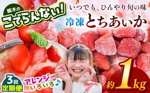 【定期便3回】栃木のこでらんない冷凍イチゴ（とちあいか） 約1kg ｜いちご イチゴ 果物 フルーツ 苺 甘い 美味しい とちあいか 大粒 ジューシー 映え 産地直送 栃木県 真岡市 朝摘み 酸味が少ない 冷凍いちご 日本一