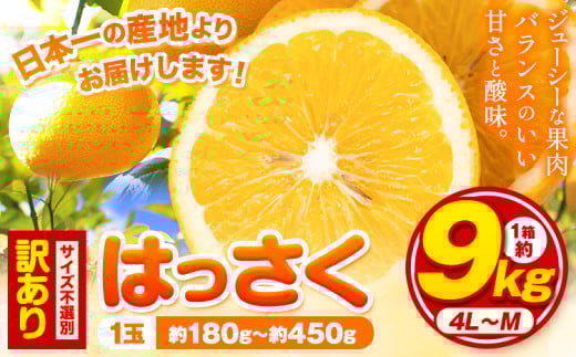 訳あり/ご家庭用 紀の川市産 はっさく 約9kg  (4L~Sサイズ サイズ不選別) 早生･晩生指定不可《2月上旬-3月中旬に出荷予定(土日祝除く)》和歌山県 紀の川市 産地直送 みかん 八朔 柑橘 果物 フルーツ ご家庭用 ビタミンC
