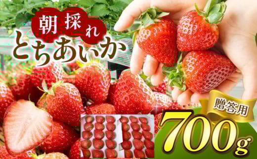 【2026年先行予約】【贈答用】朝採れいちご とちあいか 700ｇ 真岡市 栃木県 送料無料 1433262 - 栃木県真岡市