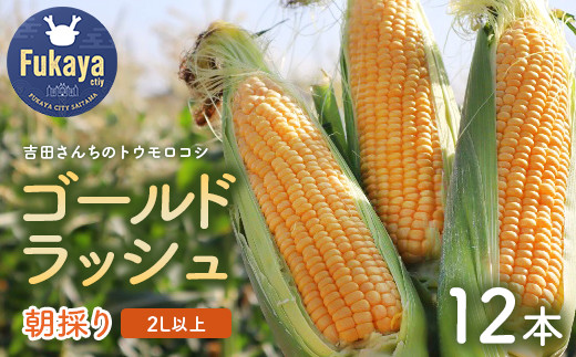 ＜先行受付：6月上旬以降出荷予定＞吉田さんちのトウモロコシ（ゴールドラッシュ）２L以上１２本入り　【11218-0433】