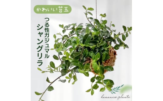 シャングリラ つる性ガジュマル 苔玉 幸福を呼ぶ 観葉植物 おしゃれにハンギング【1623430】 2122499 - 大阪府和泉市
