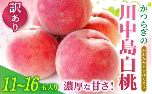 【訳あり・ご家庭用】和歌山県産 川中島白桃  11-16玉入り 青秀【2025年8月上旬～8月下旬頃順次発送予定】】/ 桃 白桃 もも モモ 桃 デザート フルーツ 果物 くだもの 果実 食品 旬 先行予約 934247 - 和歌山県かつらぎ町