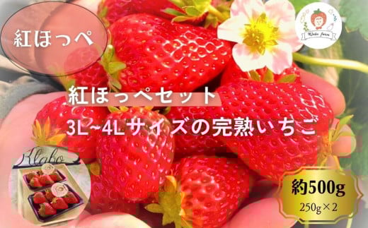 【先行予約・数量限定】【贈答用・3L~4Lサイズ・大粒】紅ほっぺいちご500g（朝採れ完熟 約250g×2P） 2120703 - 愛知県大府市