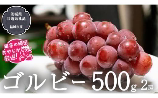ゴルビー 500g ×2房[2025年9月より発送開始](茨城県共通返礼品 [ぶどう]:結城市産) ぶどう ブドウ 葡萄 果物 フルーツ 茨城県産