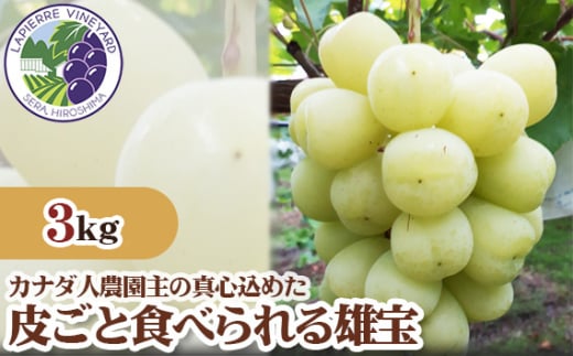 No.311 【カナダ人農園主の真心を込めた】皮ごと食べられる雄宝約3kg ／ 葡萄 ブドウ ぶどう 果物 フルーツ 新鮮 広島県 特産品 2132490 - 広島県世羅町