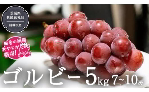 ゴルビー 5kg (7~10房) 【2025年9月より発送開始】（茨城県共通返礼品 [ぶどう]：結城市産）  ぶどう ブドウ 葡萄 果物 フルーツ 茨城県産