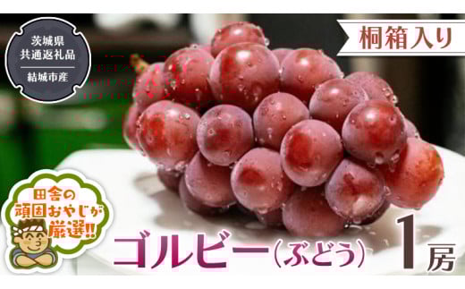 [ 桐箱入り ]ゴルビー ( ぶどう ) 1房 [2025年9月から発送開始](茨城県共通返礼品 [ぶどう]:結城市産) ぶどう ゴルビー 果物 フルーツ 季節 旬