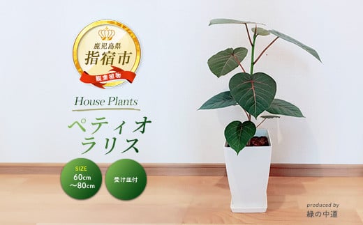 【観葉植物】ペティオラリス 60cm～80cm(緑の中道/018-1979)  観葉植物 植物 鉢付 インテリア 室内 オフィス ペティオラリス おしゃれ プレゼント ギフト 開店祝い 移転祝い【配送不可地域：北海道・沖縄県・離島】