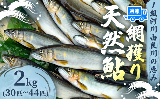 天然鮎 網獲り 冷凍 約2kg（約30匹～44匹）【 由良川の網獲り 由良川漁協 冷凍あゆ 冷凍鮎 高鮮度 冷凍 あゆ 鮎 魚 さかな 舞鶴 京都 】