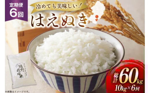 米 定期便 6回 令和7年 はえぬき 10kg 6回 計60kg [渡部ファーム 山形県 高畠町 tk06ays810044] お米 白米 精米 ごはん ご飯 ブランド米 2135516 - 山形県高畠町