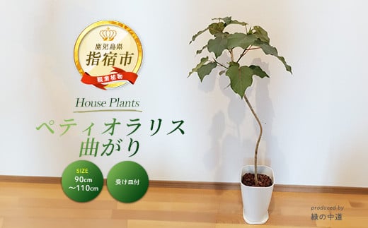 【観葉植物】ペティオラリス 曲がり 90cm～110cm(緑の中道/032-1980)  観葉植物 植物 鉢付 インテリア 室内 オフィス ペティオラリス おしゃれ プレゼント ギフト 開店祝い 移転祝い【配送不可地域：北海道・沖縄県・離島】