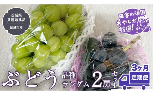 [定期便]ぶどう 品種ランダム2房セット[2025年8月から3か月連続で発送](茨城県共通返礼品 [ぶどう]:結城市産) ブドウ 葡萄 果物 フルーツ 茨城県産