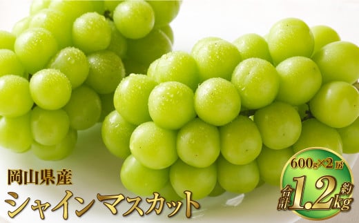 岡山県産 シャインマスカット 晴王 約1.2kg（約600g×2房） 果物 フルーツ くだもの ぶどう ブドウ 葡萄 マスカット 種なし 種無し 冷蔵 国産 奈義町 【2025年7月上旬～8月下旬発送予定】