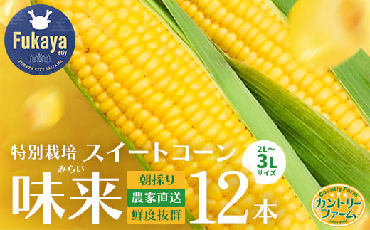 ＜先行受付：6月中旬以降出荷予定＞【農家直送】朝採りトウモロコシ『味来（みらい）』12本　ジュワッと弾ける美味しさ！　【11218-0469】