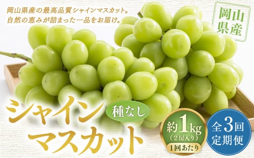 【定期便3回】 ［種なし］ 岡山県産 シャインマスカット 1kg箱（2房入り） 【2025年10月下旬発送開始】 ／ ぶどう ブドウ 葡萄 大粒 種なし 種無し フルーツ 果物 くだもの 果実 2120716 - 岡山県美咲町