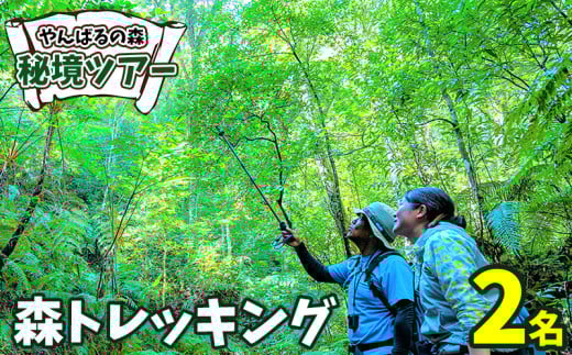 やんばるの森　秘境ツアー【森トレッキング】2名様 やんばる アドベンチャー 秘境 冒険 探検 トレッキング ガイド付き 山歩き カヤック 珍しい生き物 やんばる国立公園 亜熱帯 ジャングル 安心 手軽に参加 非日常 特別 ヤンバルエクスペリエンス やんばる観光 東村