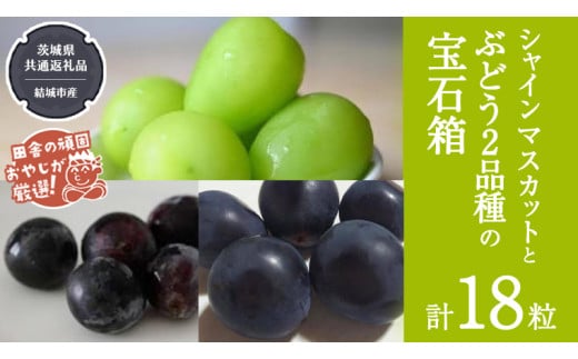 「粒々ぶどう18粒」 シャインマスカット と ぶどう 2品種の宝石箱【2026年8月より発送開始】（茨城県共通返礼品 [ぶどう]：結城市産） ぶどう ブドウ 葡萄 果物 フルーツ 茨城県産