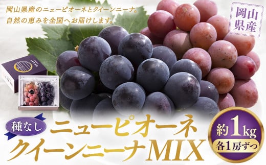 【種なし】 岡山県産 ニューピオーネ ・ クイーンニーナ MIX 1kg箱（各1房ずつ） 【2025年8月下旬～9月上旬発送予定】 ／ ぶどう ブドウ 葡萄 大粒 種なし 種無し フルーツ 果物 くだもの 果実 セット 特別セット 2131945 - 岡山県美咲町