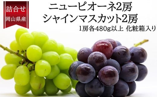 詰合 ／ ニューピオーネ 2房 ・ シャインマスカット 晴王 2房 （1房各480g以上） 化粧箱入り 【2025年9月上旬～10月上旬発送予定】 ／ 葡萄 ぶどう マスカット 果物 果実 フルーツ 種なし 詰め合わせ 詰合せ 岡山県 美咲町 冷蔵 2120637 - 岡山県美咲町
