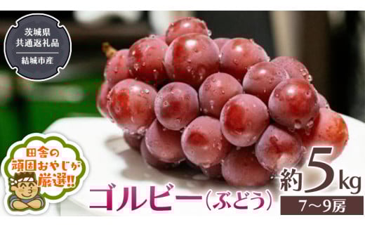 ゴルビー ( ぶどう ) 約5キロ(7〜9房)[2025年9月から発送開始] (茨城県共通返礼品 [ぶどう]:結城市産) ぶどう ゴルビー 果物 フルーツ 季節 旬