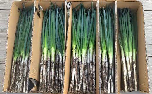 木島平産白ネギ（土付き）20本（太地農園） | 野菜 やさい ベジタブル vegetable  ネギ 白ネギ お鍋 鍋料理 薬味 炒め物 焼き野菜 20本入 木島平村 長野県 信州 北信州