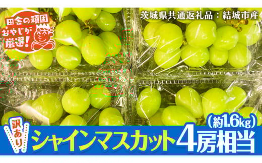 [ 訳あり ] シャインマスカット 4房相当(約1.6kg) [2025年9月より発送開始] 田舎の頑固おやじが厳選!(茨城県共通返礼品 [ぶどう]:結城市産) 果物 フルーツ 不揃い わけあり 先行予約 家庭用 フルーツ ブドウ 果物 ぶどう シャイン マスカット くだもの 先行予約