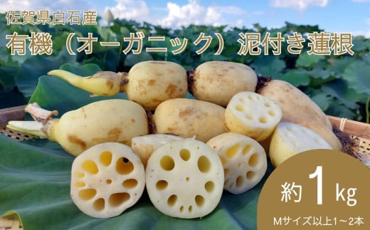 ＜先行予約受付中・令和7年9月上旬以降順次発送＞佐賀県白石産 有機（オーガニック）泥付き蓮根1㎏［A0050-0001］ 2118469 - 佐賀県佐賀県庁