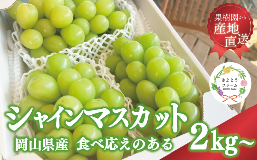 KF-B016-02【きよとうファーム】シャインマスカット3～5房/計2kg~ (岡山県産) 513840 - 岡山県真庭市