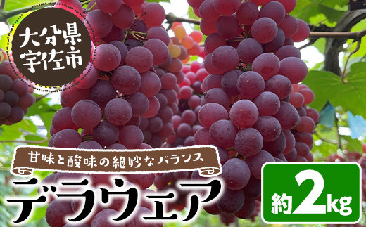 ＜先行予約受付中！2025年7月上旬以降順次発送予定＞＜数量限定＞デラウェア (約2kg) デラウェア 葡萄 ぶどう フルーツ 果物 くだもの 果実【115800200】【大分中央農産】 2120886 - 大分県宇佐市