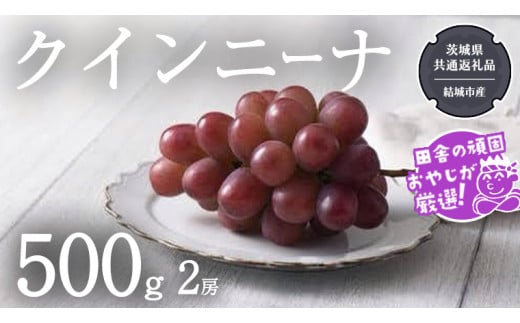 クインニーナ 500g×2房[2025年9月より発送開始](茨城県共通返礼品 [ぶどう]:結城市産) ぶどう ブドウ 葡萄 果物 フルーツ 茨城県産