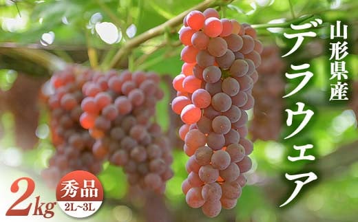【安達農園】山形県産 ぶどう デラウェア 約2㎏(10～12房) 秀品 小粒 2025年7月中旬から順次発送 F2Y-6290