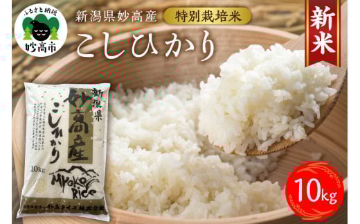 【令和7年産】妙高産こしひかり特別栽培米10kg