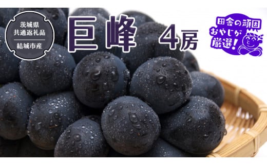 巨峰 4房 [2025年8月より発送開始](茨城県共通返礼品 [ぶどう]:結城市産)田舎の頑固おやじが厳選! ぶどう ブドウ 葡萄 高糖度 大粒 甘い フルーツ 美味しい
