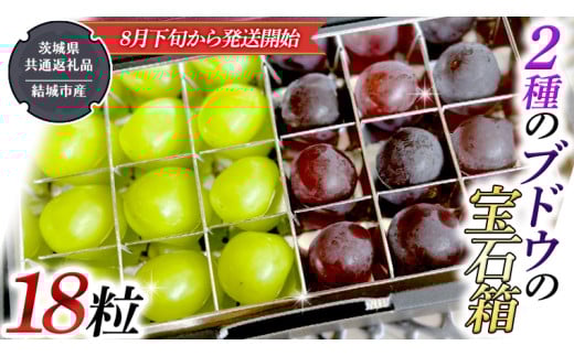 2種類 の ブドウ の 宝石箱 18粒 [2025年8月下旬から発送開始] (茨城県共通返礼品 [ぶどう]:結城市産) 田舎の頑固おやじが厳選! 巨峰 ピオーネ マスカット ぶどう フルーツ 果物