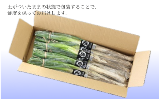 送料無料特集 | 激安の新品・型落ち・アウトレット 土付きねぎ JA24-25B 約3kg 2025年12月中旬〜2026年2月上旬頃 / 野菜