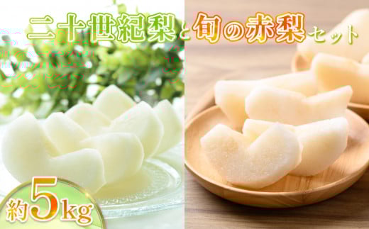 先行予約 二十世紀梨と旬の赤梨セット 5kg｜鳥取 果物 くだもの フルーツ なし 梨 和梨 旬 二十世紀梨 赤梨 品種はおまかせ 数量限定【41038】 2137348 - 鳥取県岩美町