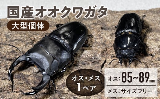 【国産オオクワガタ】大型個体 オス(80mm後半)・メス(サイズフリー) 1ペア_国産 オオクワガタ オス 80mm後半 メス サイズフリー 1ペア 大型個体 クワガタ 虫 昆虫 成虫 累代飼育 ペアリング 幼虫飼育管理 羽化 かぶとむし養殖工房ダイナステスPlus お取り寄せ 九州 福岡県 久留米市 送料無料_Pb011