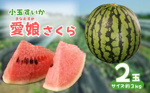 【先行予約】 愛娘さくら 小千谷市産 小玉スイカ 2玉 農園ビギン 【0002-0047-01】 899945 - 新潟県小千谷市