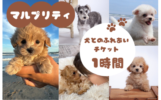 マルプリティ　犬とのふれあいチケット　1時間 ／ 犬 マルプー ミックス犬 犬貸し出し 犬レンタル レンタルドッグ レンタルペット ペットレンタル 犬と散歩 散歩