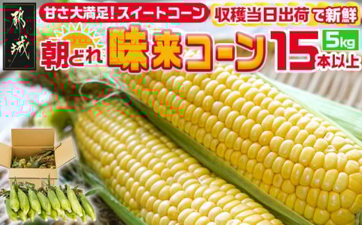 【先行受付】朝どれ!!都城産スイートコーン(味来コーン)5kg 15本以上_11-B401-6_(都城市) 朝どれ とうもろこし スイートコーン 5キロ 約15本以上 産地直送 みずみずしい あまい 