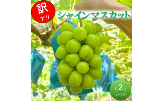 [№5615-0737]早期受付 ぶどう シャインマスカット 3～4房 約2kg 岡山県高梁市産 うめづぶどう園 化粧箱入り 葡萄 ブドウ 訳あり