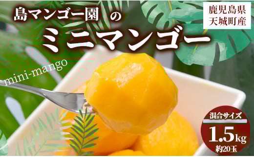 【数量限定】【ご家庭用】徳之島 天城町産 島マンゴー園 ミニマンゴー 1.5kg マンゴー フルーツ BA-5