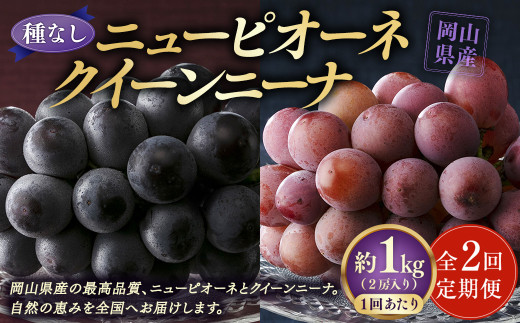 【定期便2回】 ［種なし］ 岡山県産 ニューピオーネ ・ クイーンニーナ 1kg箱（2房入り） 【2025年8月下旬発送開始】 ／ ぶどう ブドウ 葡萄 大粒 種なし 種無し フルーツ 果物 くだもの 果実 2131947 - 岡山県美咲町