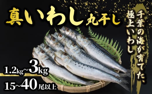 ＼最短7営業日以内発送/ いわし 丸干し 選べる 容量 約 1.2kg 3kg 15尾以上 40尾以上 国産 千葉県産 イワシ スピード発送 冷凍 鰯 簡単調理 手軽 料理 和食 おすすめ ご飯 の お供 おかず 惣菜 お弁当 おつまみ 珍味 酒 ビール 日本酒 焼酎 に合う 夕食 食卓 人気 魚 海鮮 水産 水産加工品 千葉県 旭市 有限会社井上商店 ius